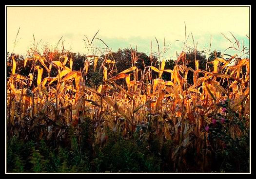Figure 4c. Cornfield