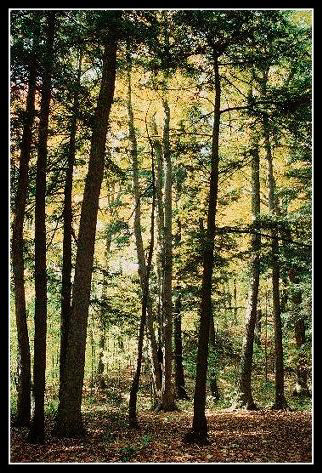 Figure 4d. Forest